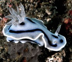 Chromodoris willani taken in Lembeh by Beverly Speed 